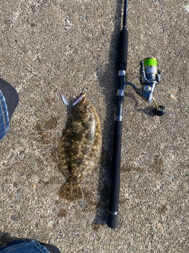 ヒラメの釣果