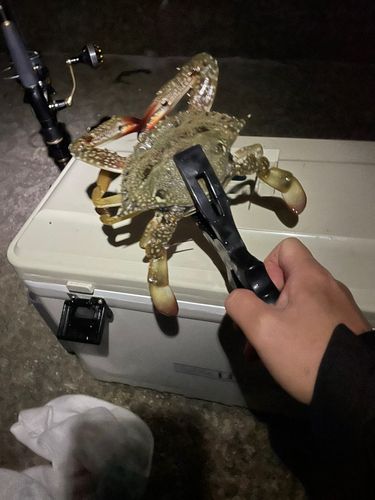 タイワンガザミの釣果