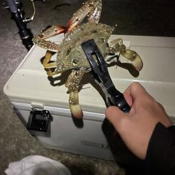 タイワンガザミ