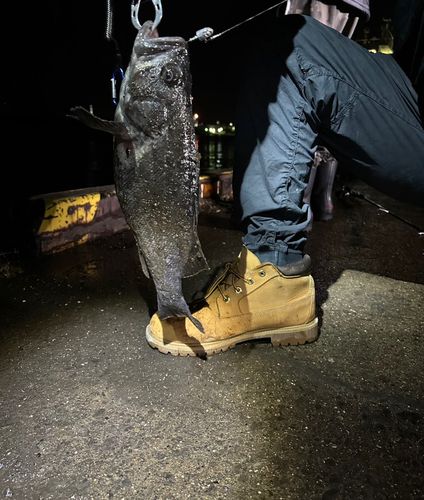 苫小牧港防波堤