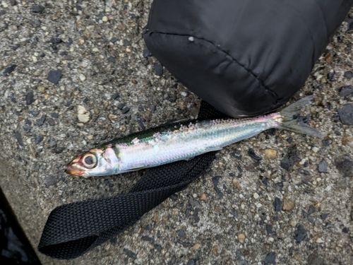イワシの釣果