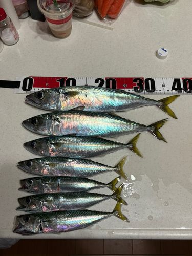 サバの釣果