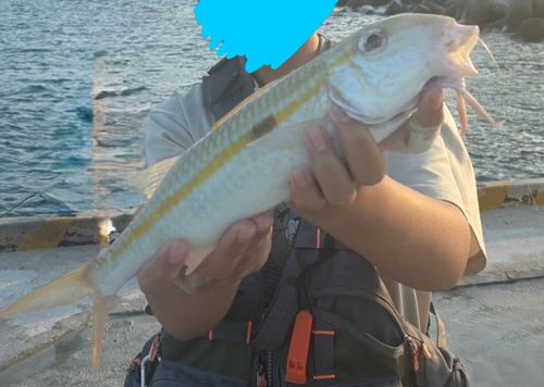 オジサンの釣果