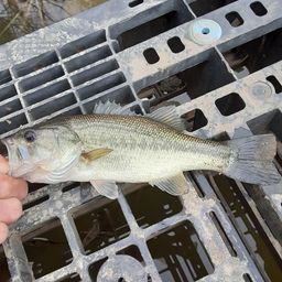 ラージマウスバス