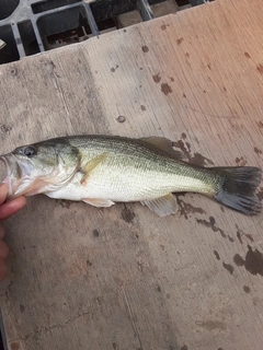 ラージマウスバスの釣果