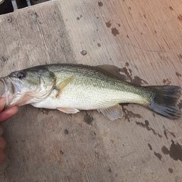 ラージマウスバス