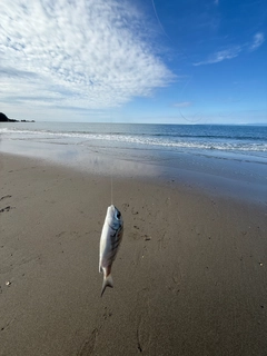 チンチンの釣果