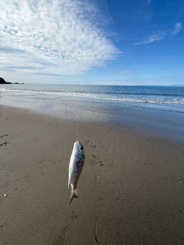チンチンの釣果