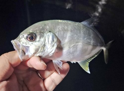 ギンガメアジの釣果