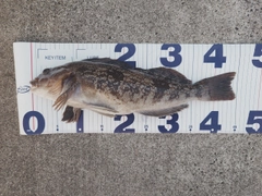 アイナメの釣果