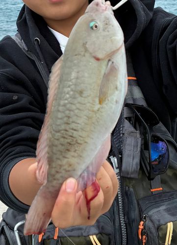 イラブチャーの釣果