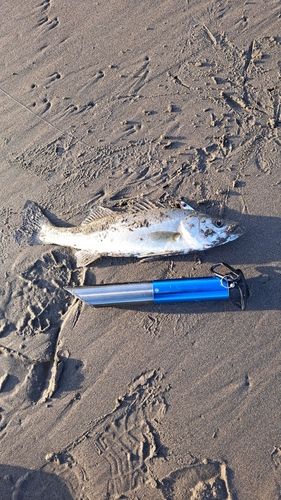 フッコ（マルスズキ）の釣果