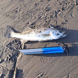 フッコ（マルスズキ）