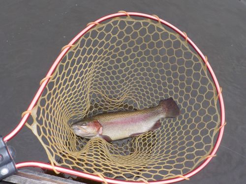 ハミングバード通天湖