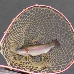 レインボートラウト