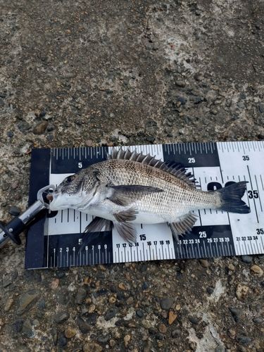 クロダイの釣果