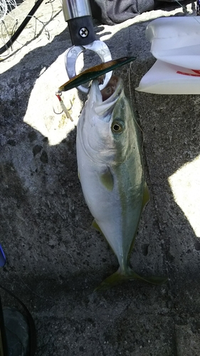 イナダの釣果