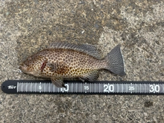 オオモンハタの釣果