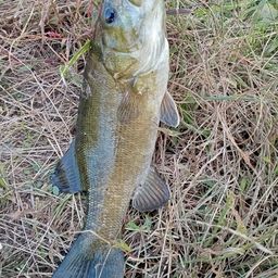 スモールマウスバス