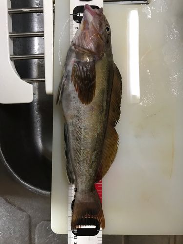 アイナメの釣果