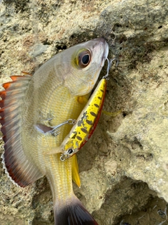 オキフエダイの釣果