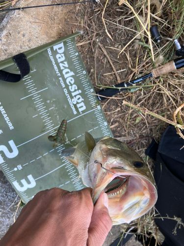 ブラックバスの釣果