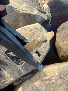 シロギスの釣果