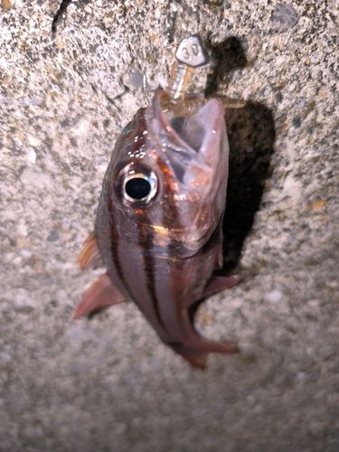 ネンブツダイの釣果