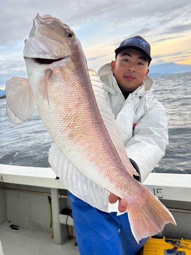 シロアマダイの釣果