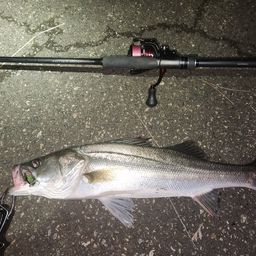 フッコ（マルスズキ）