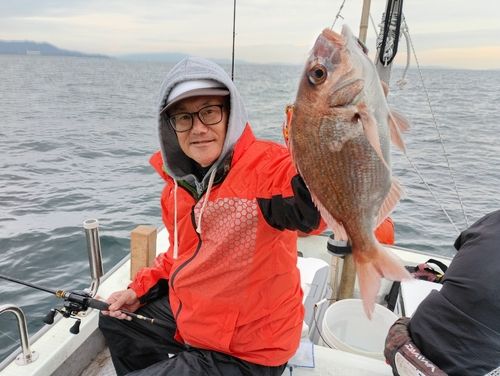 マダイの釣果