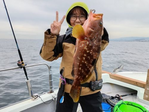 キジハタの釣果