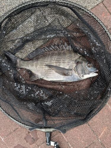 豊洲ぐるり公園