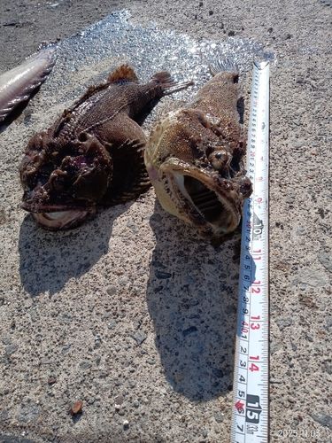 トウベツカジカの釣果