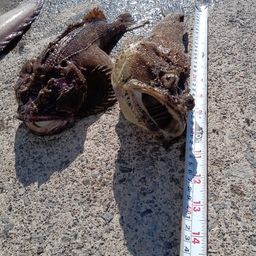 トウベツカジカ