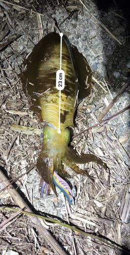 アオリイカの釣果