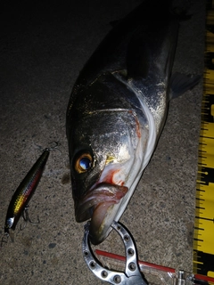 シーバスの釣果