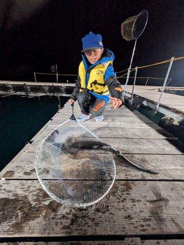 シュモクザメの釣果