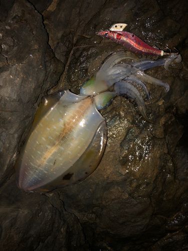 アオリイカの釣果