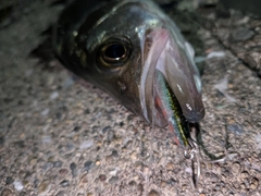 セイゴ（ヒラスズキ）の釣果