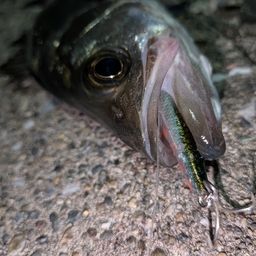 セイゴ（ヒラスズキ）