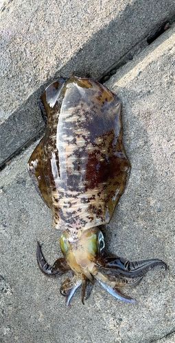 アオリイカの釣果