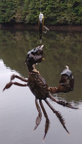 モクズガニの釣果
