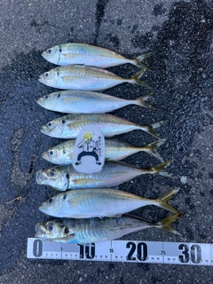 アジの釣果