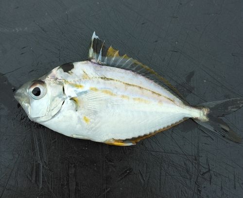 ヒイラギの釣果