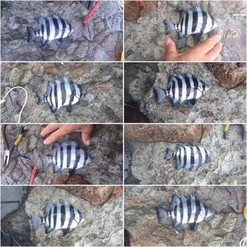 サンバソウの釣果