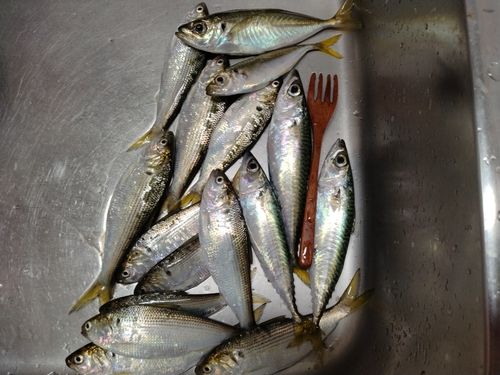 アジの釣果