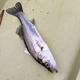 セイゴ（マルスズキ）