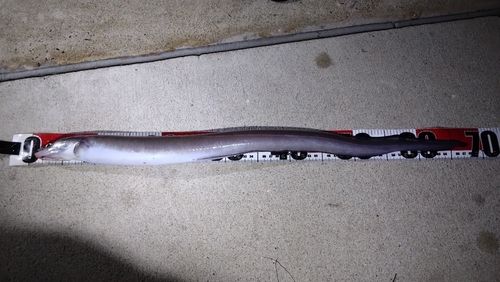 常滑りんくう釣り護岸