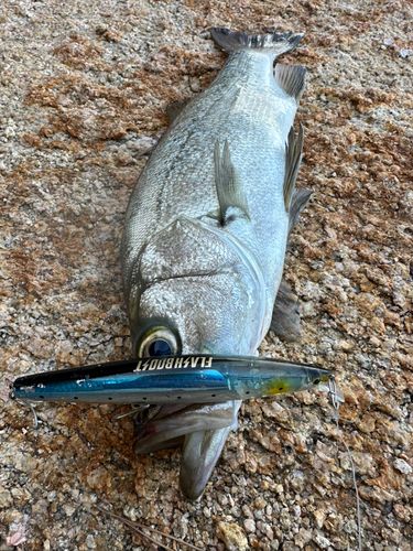 ヒラスズキの釣果